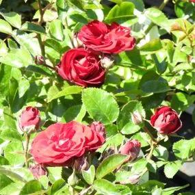 Ruby Romance Patio Rose (Rosa Ruby Romance) 2